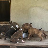 Cucciolo di segugio maremmano