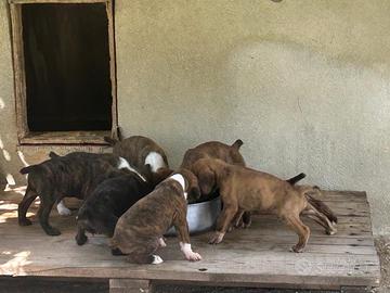 Cucciolo di segugio maremmano