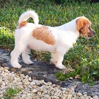 Jack Russell a pelo ruvido e broken cuccioli