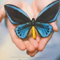 Leone ascendente farfalla