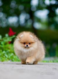 Spitz Di Pomerania Mini