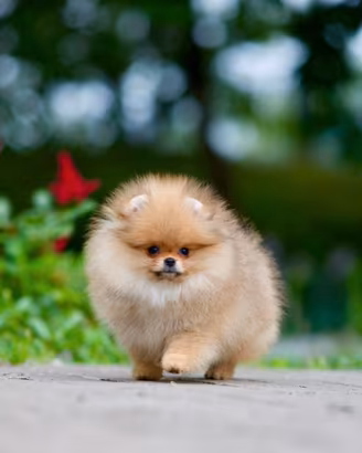 Spitz Di Pomerania Mini