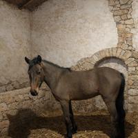 Pony P.S.I