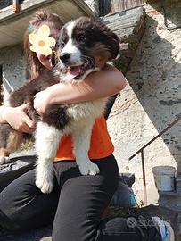 Cucciola di Pastore Australiano