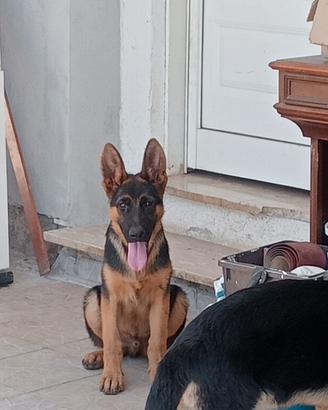 Pastore tedesco con pedigree ENCI