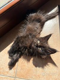 Maine coon Black con pedigree