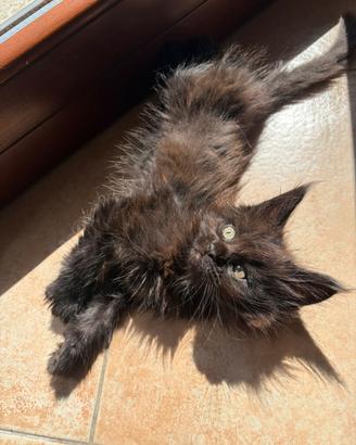 Maine coon Black con pedigree