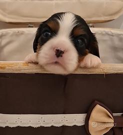Cuccioli di Cavalier King con pedigree