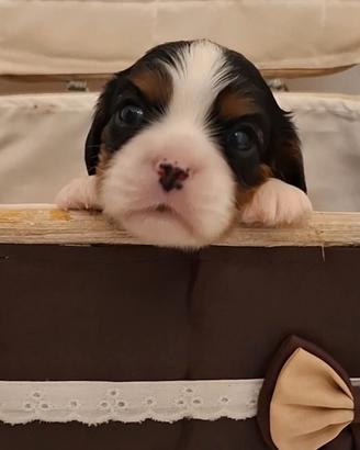 Cuccioli di Cavalier King con pedigree