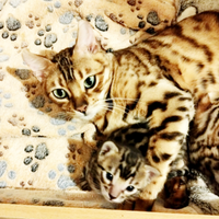 Cucciole Bengala con pedigree anche for breeding