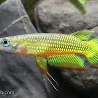 Aplocheilus Panchax Gold maschio