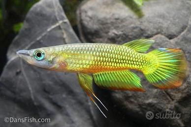 Aplocheilus Panchax Gold maschio