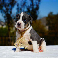 American Pitbull terrier