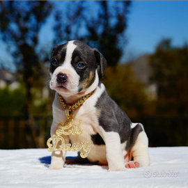 American Pitbull terrier