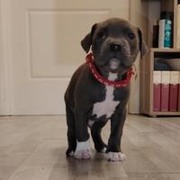 American pit bull terrier