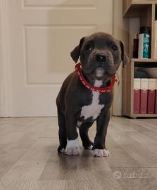 American pit bull terrier