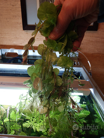 Potature piante acquario