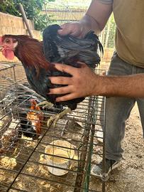 Galline conrnute di Caltanissetta 