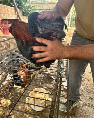 Galline conrnute di Caltanissetta 