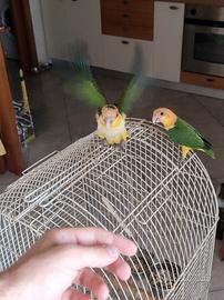 Caicco testa arancio