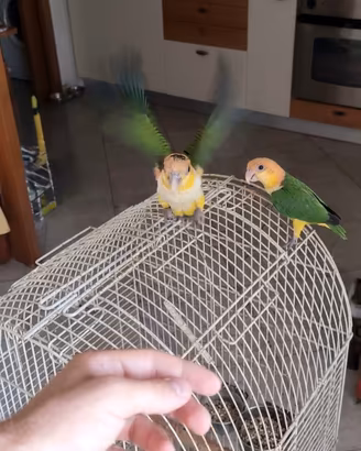 Caicco testa arancio