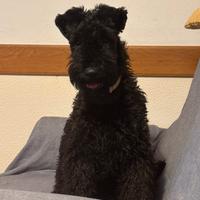 Kerry blu terrier
