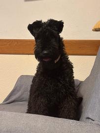 Kerry blu terrier