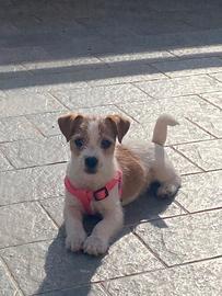 jack rassel 