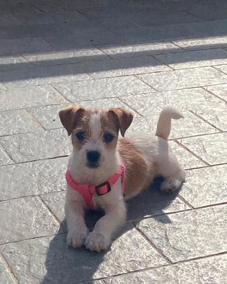 jack rassel 