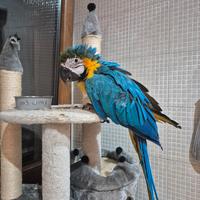 Pappagallo Ara ararauna