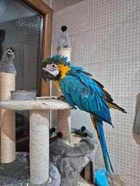 Pappagallo Ara ararauna