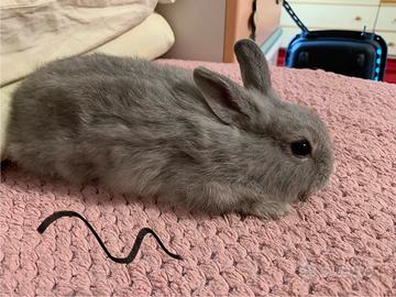 Coniglio testa di leone in adozione