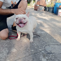 Bulldog francese