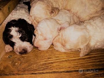Cuccioli di lagotto romagnolo