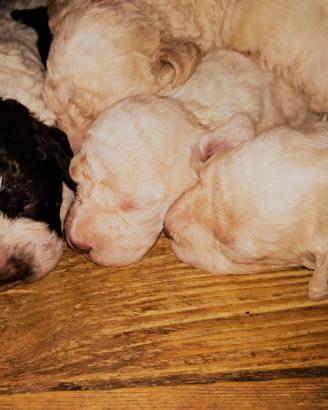 Cuccioli di lagotto romagnolo