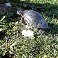 Tartaruga d'acqua dolce ?