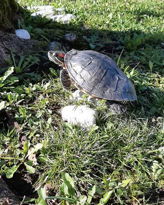 Tartaruga d'acqua dolce