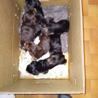 Cucciolata di yorkshire terrier