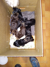 Cucciolata di yorkshire terrier