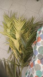 palme intrecciate 