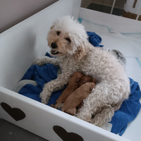 Cuccioli barboncini toy