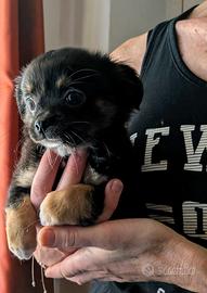 Chihuahua
