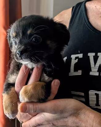 Chihuahua