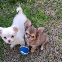 Cuccioli di piccola taglia