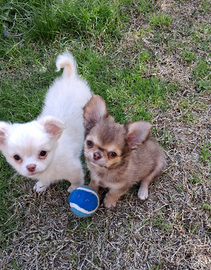 Cuccioli di piccola taglia