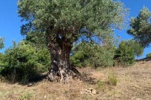 Uliveto secolare