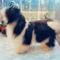 Cucciolo shih-tzu shitzu shihtzu con pedigree