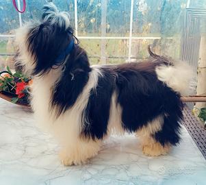 Cucciolo shih-tzu shitzu shihtzu con pedigree