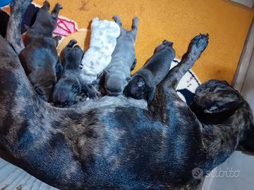 Cani Bulldog esotici