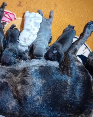 Cani Bulldog esotici